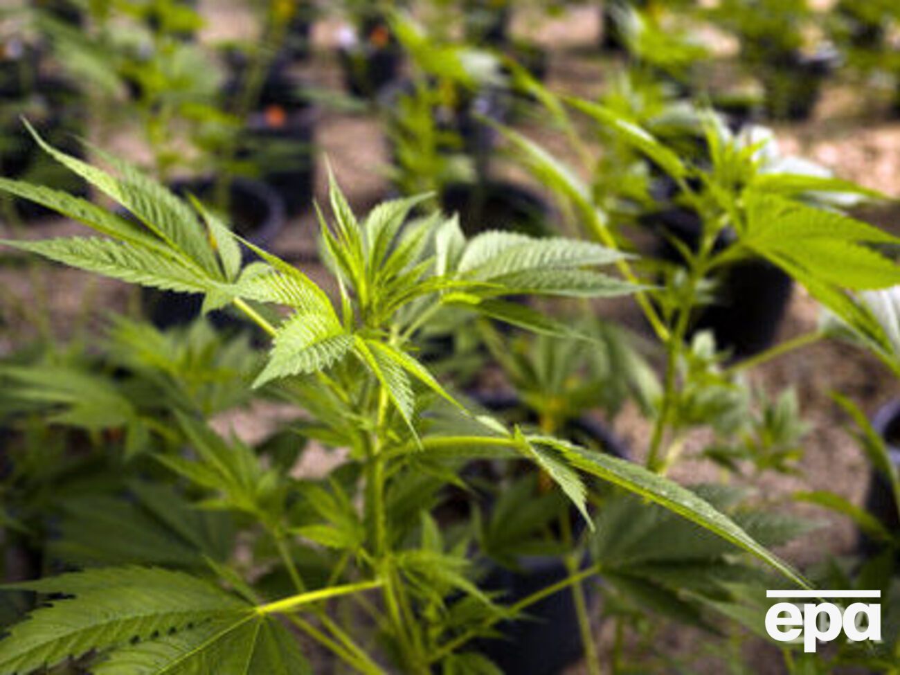 Полиция Нью-Йорка создала рабочую группу, изучающую ситуацию с законодательством в сфере употребления марихуаны