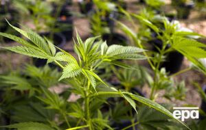 Полиция Нью-Йорка создала рабочую группу, изучающую ситуацию с законодательством в сфере употребления марихуаны