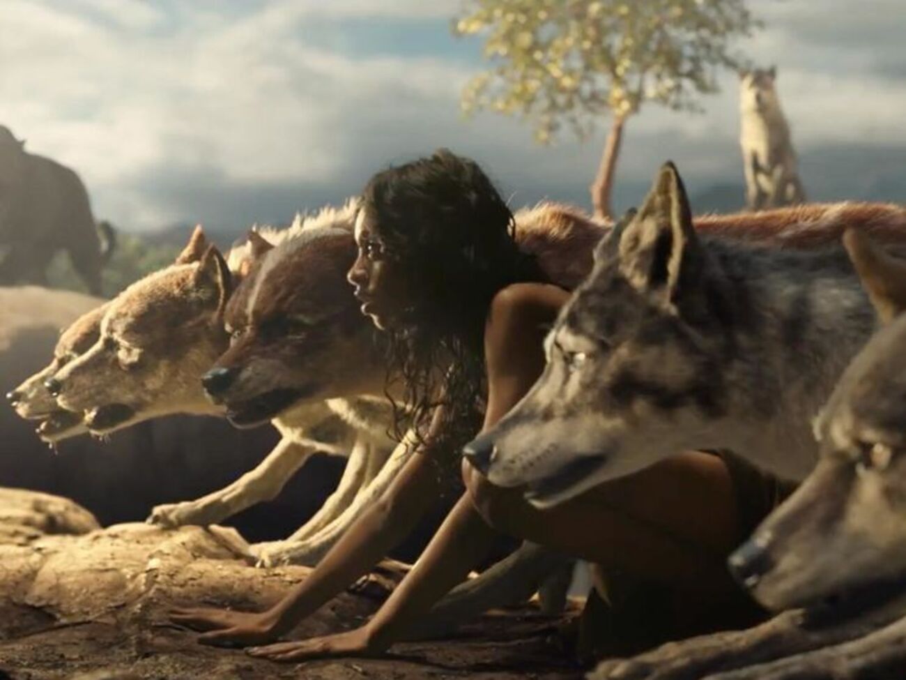 Маугли вырос среди волков