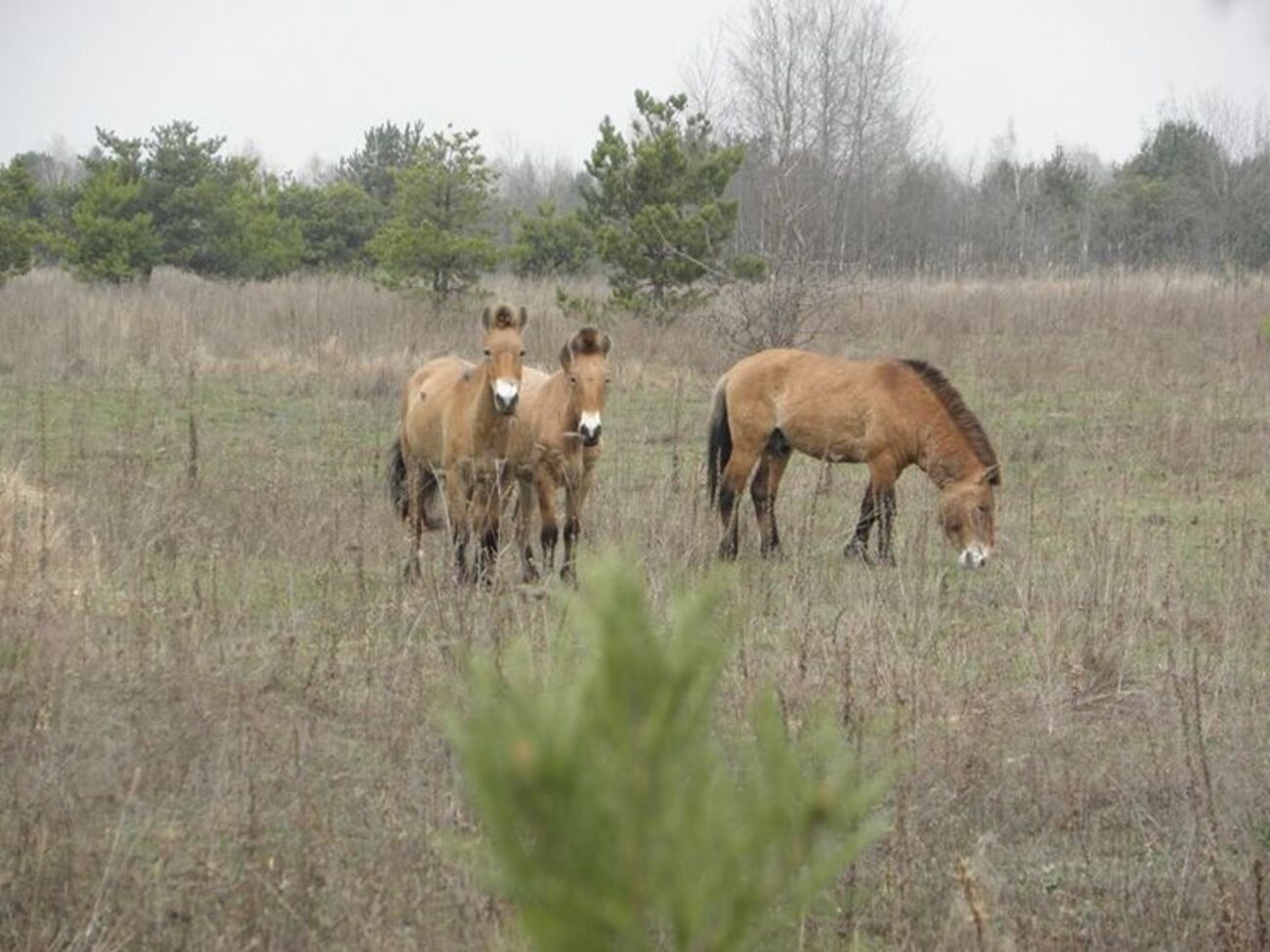 Коней Пржевальського завезли в зону відчуження 20 років тому