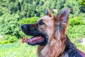 У собаки в Деснянском районе Киева обнаружили бешенство
