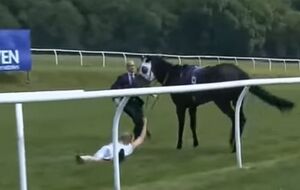 Журналистка остановила лошадь на скаку