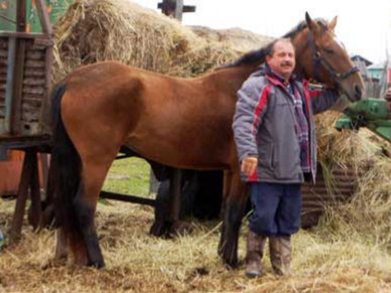 У Пучковського є кілька коней