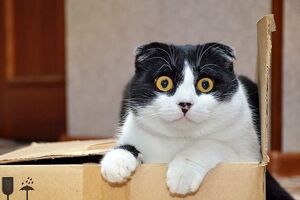 Переезд желательно планировать заранее