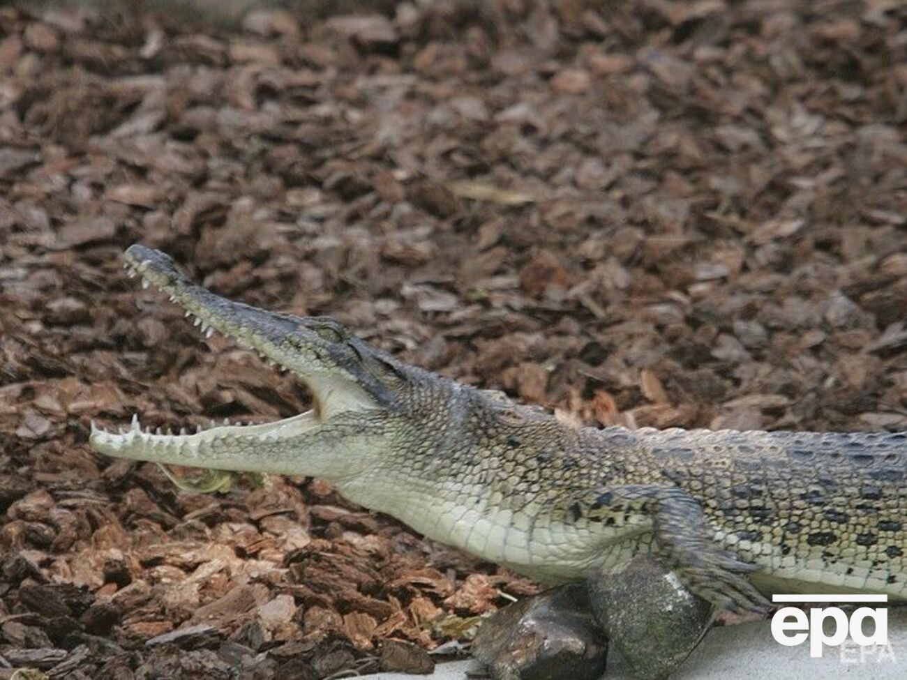 В Белгород-Днестровском крокодил упал с балкона