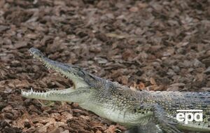 В Белгород-Днестровском крокодил упал с балкона