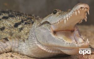 В коробке крокодилы стали нападать друг на друга