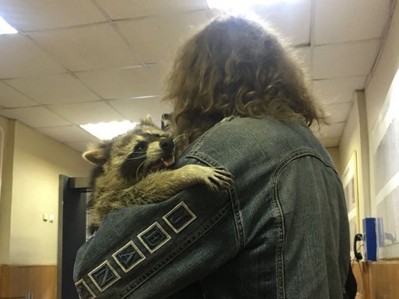 Енота уже отпустили