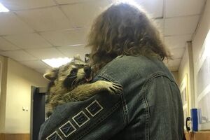 Єнота вже відпустили