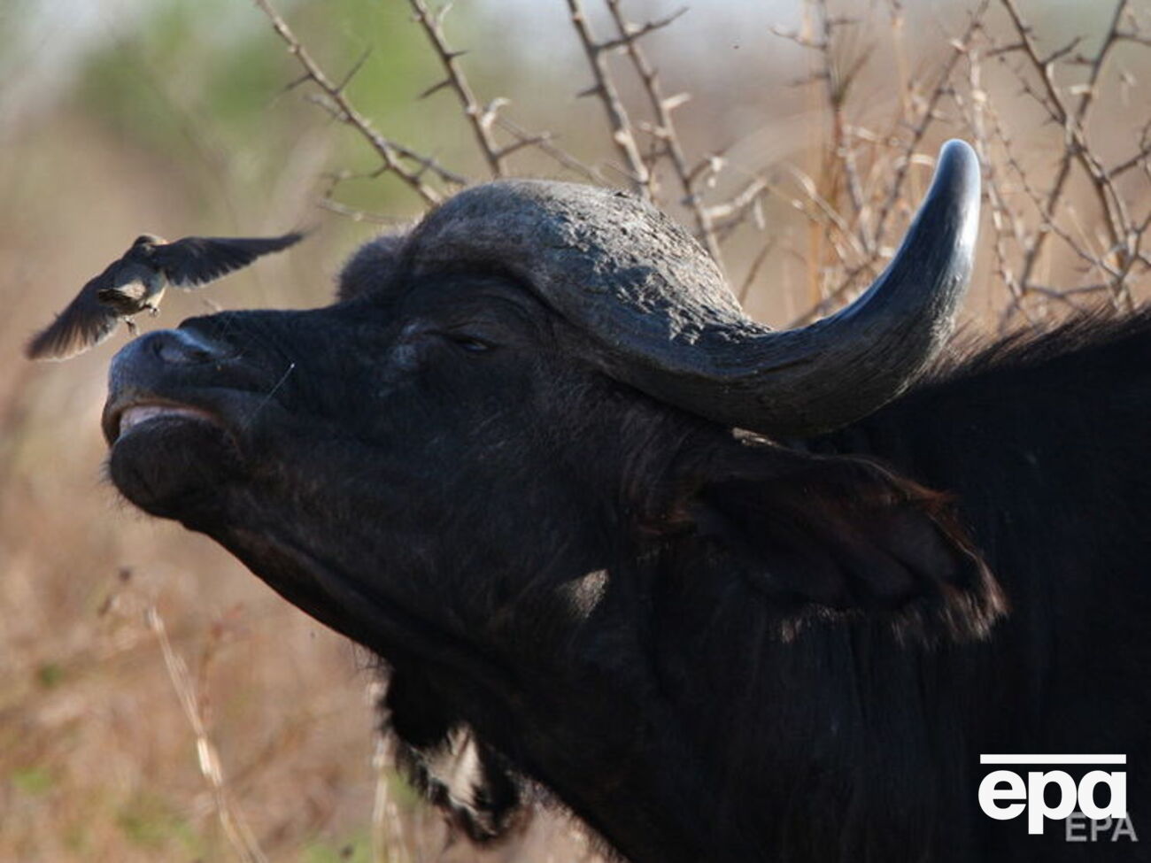 Животное убило охотника