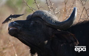 Животное убило охотника