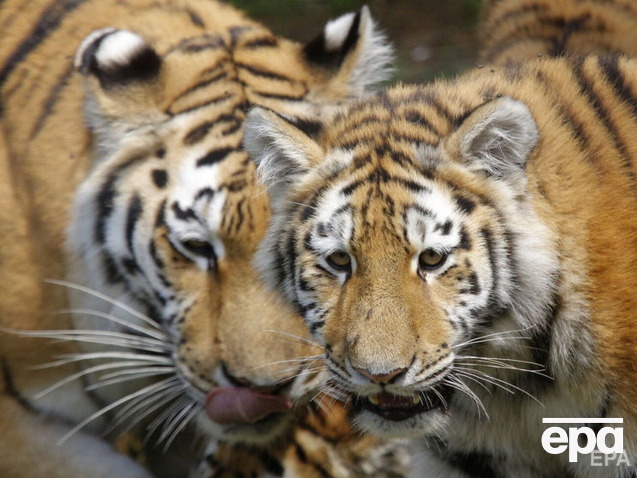 Небезпечні тварини вибралися зі своїх кліток