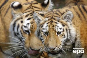 Небезпечні тварини вибралися зі своїх кліток