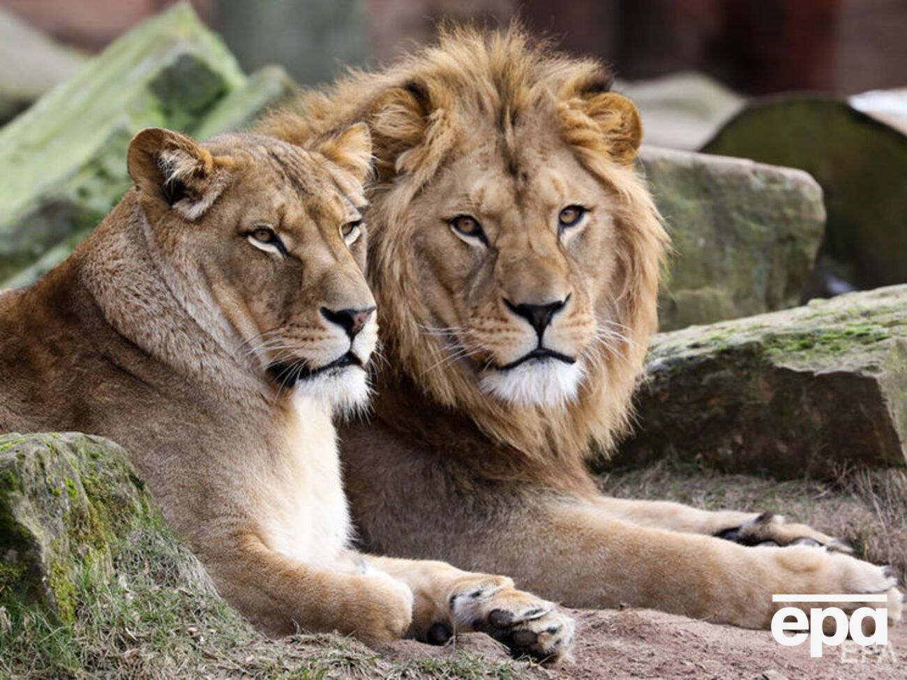 Тварини, які втекли, повернулися у клітки