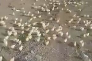 Курчата заполонили територію звалища