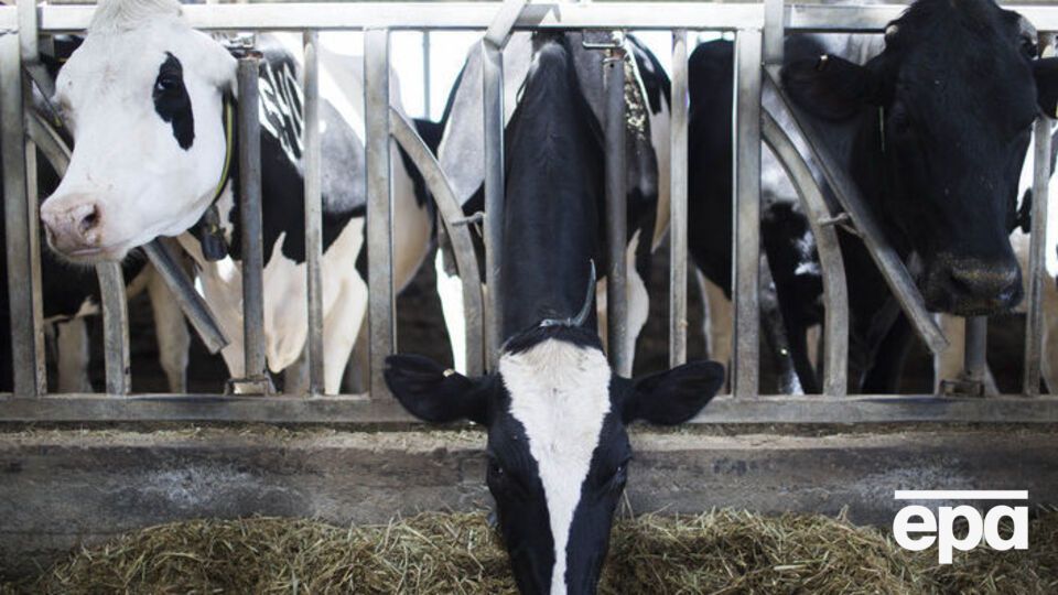 Для исследования ученые отобрали коровье молоко с частных ферм и домов в Ровенской области