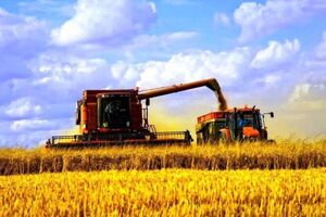 В Україні почалося збирання ранніх зернових