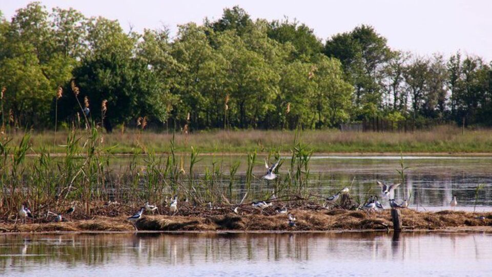 На штучному острові на озері Лопушне вже загніздилися і вивели пташенят червонокнижні птахи
