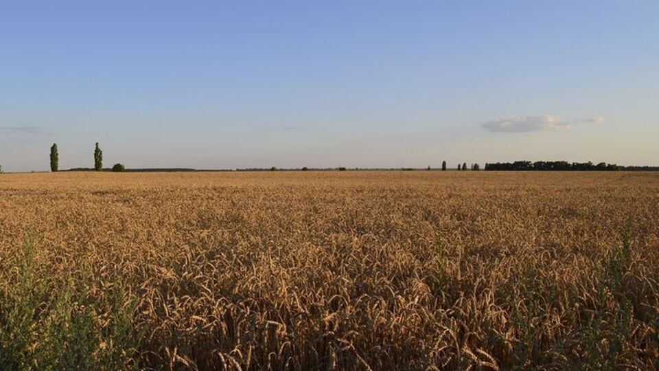 Більшість власників українських агрохолдингів не живе у своїй країні, зазначає автор
