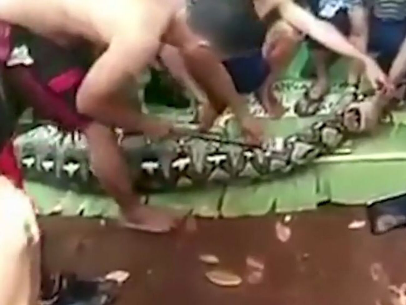 Тело женщины обнаружили, когда разрезали желудок змеи