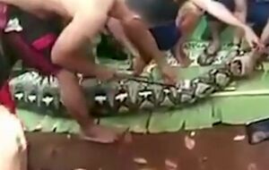 Тело женщины обнаружили, когда разрезали желудок змеи