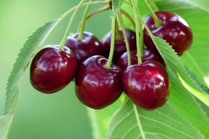 Черешня обладает богатым спектром витаминов и полезных веществ