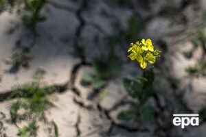 Посуха може завдати шкоди врожаю зернових