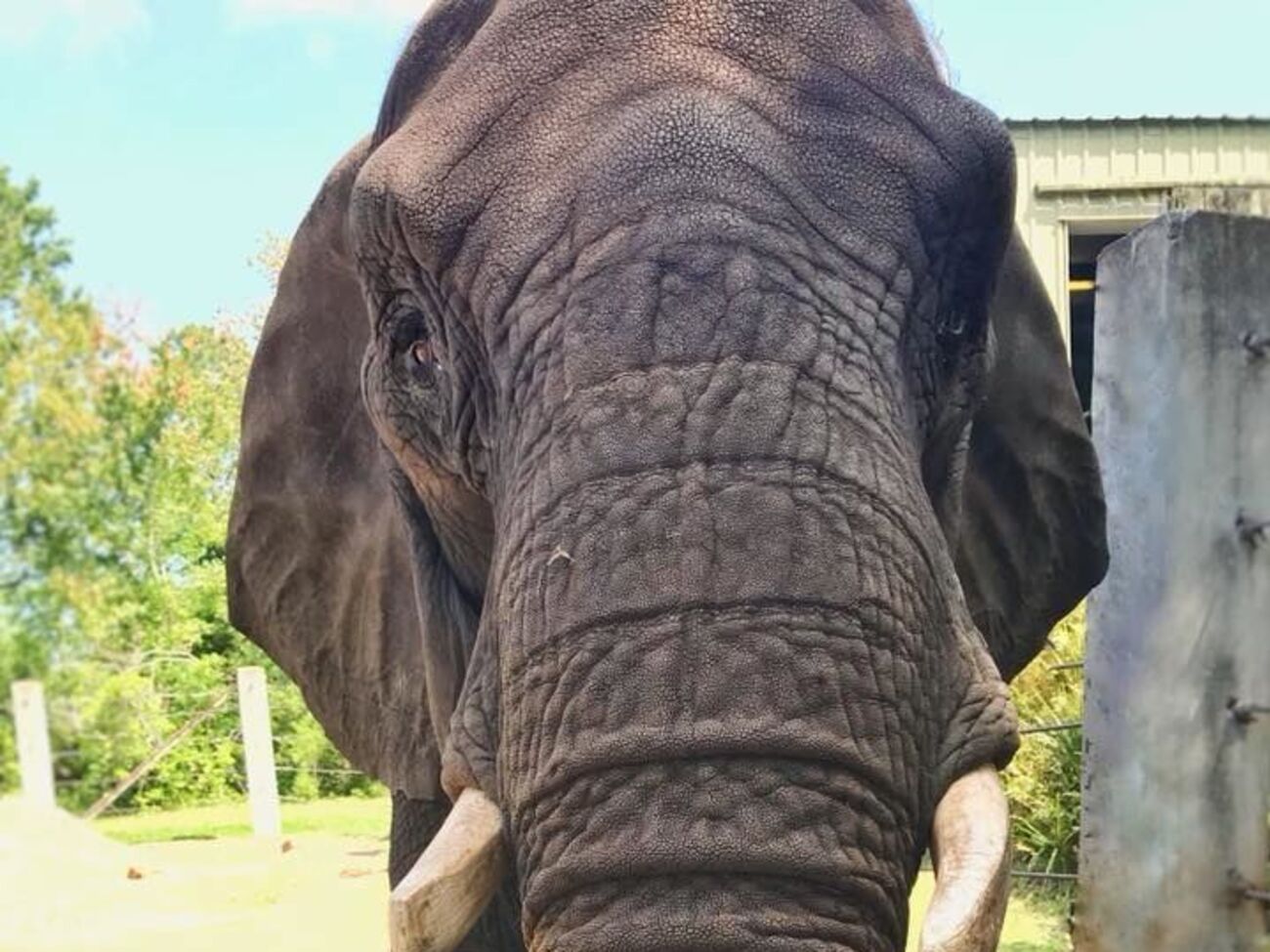 Слон, который помнит Джексона, чуть не сбежал из зоопарка