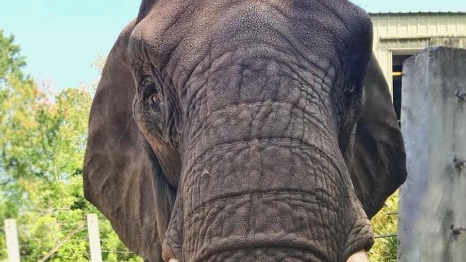Слон, який пам'ятає Джексона, мало не втік із зоопарку