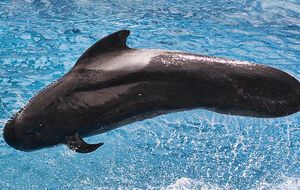 Дельфина пытались спасти несколько дней