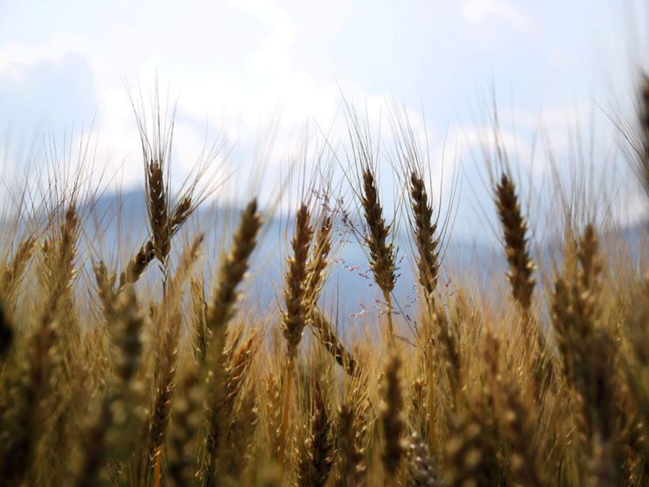 Крим збирає приблизно 1,4 млн тонн зерна на рік