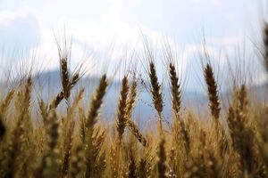 Крим збирає приблизно 1,4 млн тонн зерна на рік