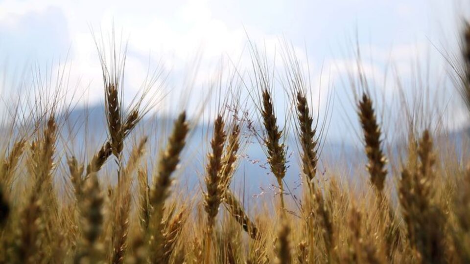 Крим збирає приблизно 1,4 млн тонн зерна на рік