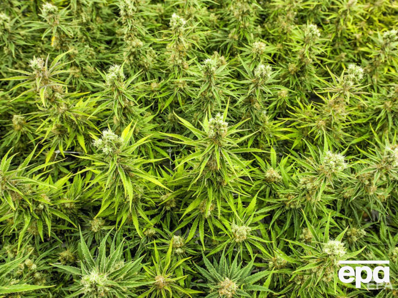 19 июня в Канаде легализовали марихуану