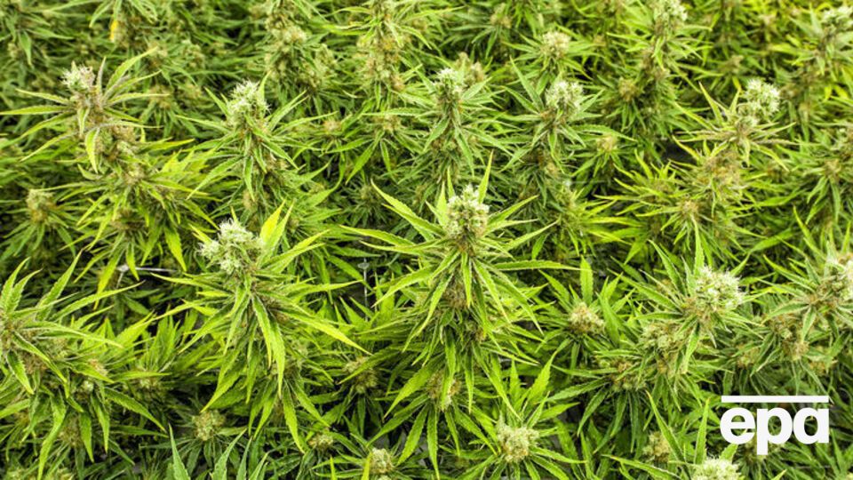 19 червня в Канаді легалізували марихуану
