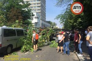Дерево впало на три автомобілі