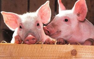 Самостійний забій свиней у приватних дворах заборонено