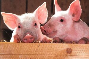 Самостійний забій свиней у приватних дворах заборонено