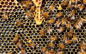 Пчелы массово не гибнут только в Закарпатской области