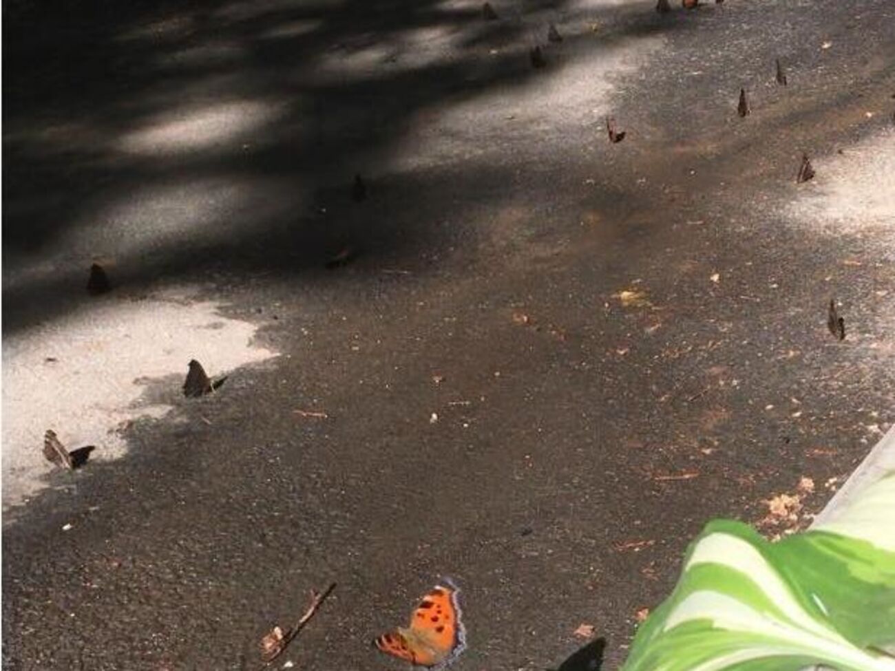 Безліч дорослих метеликів з'явилася з лялечок одночасно
