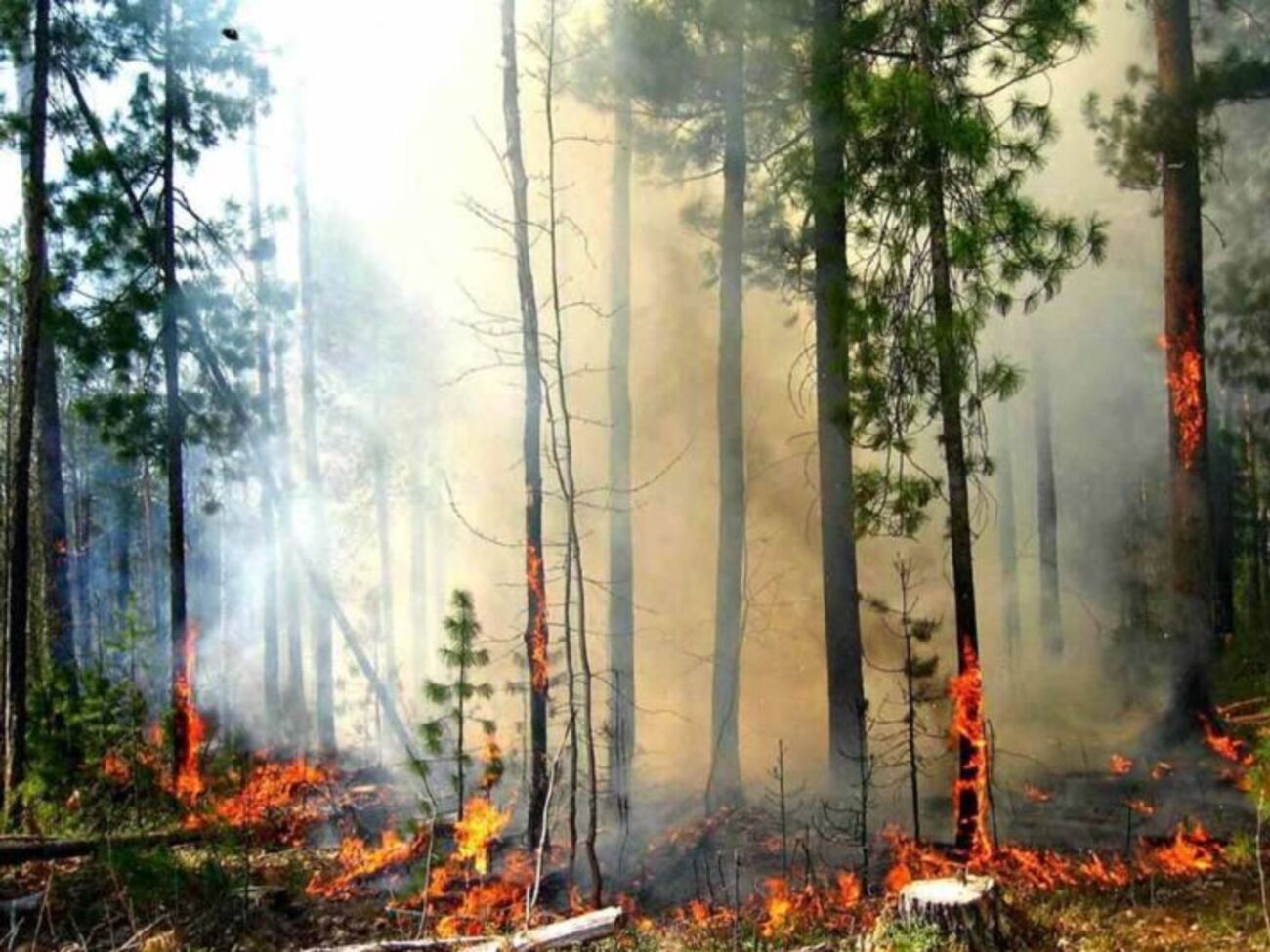 Протягом пожежонебезпечного періоду заборонено відвідувати хвойні ліси, зазначає ДСНС