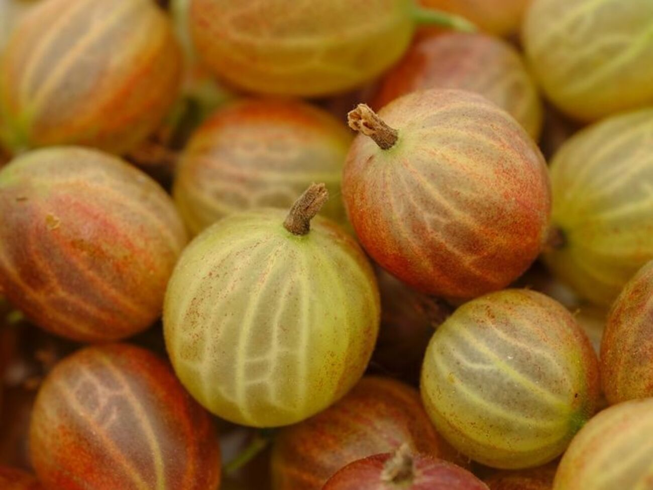 Крыжовник называют северным виноградом