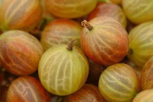 Крыжовник называют северным виноградом