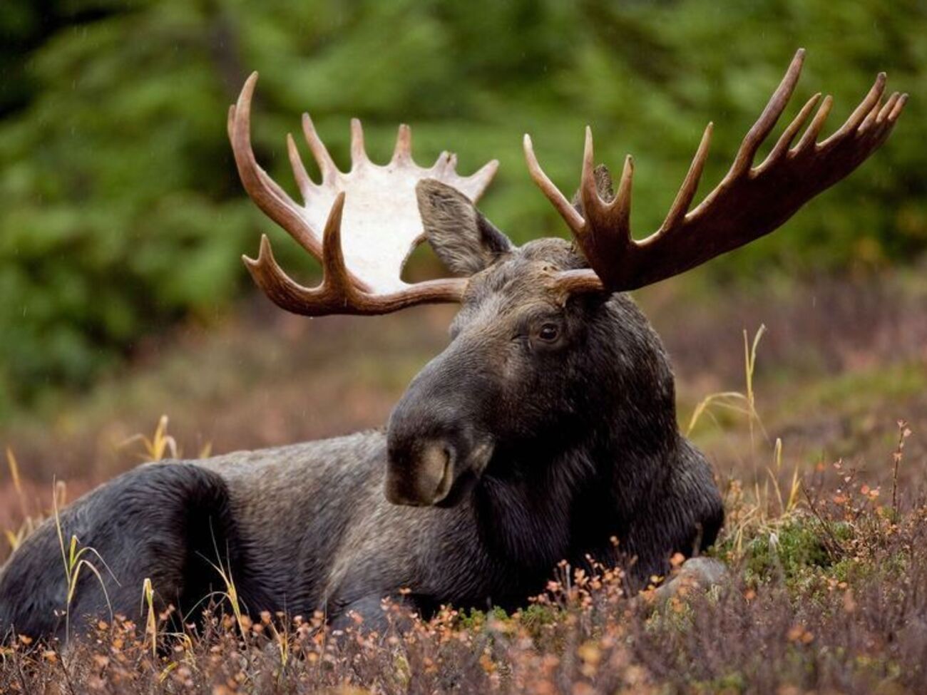 В ГПСУ заявили, что контрабандисты имитируют следы лося