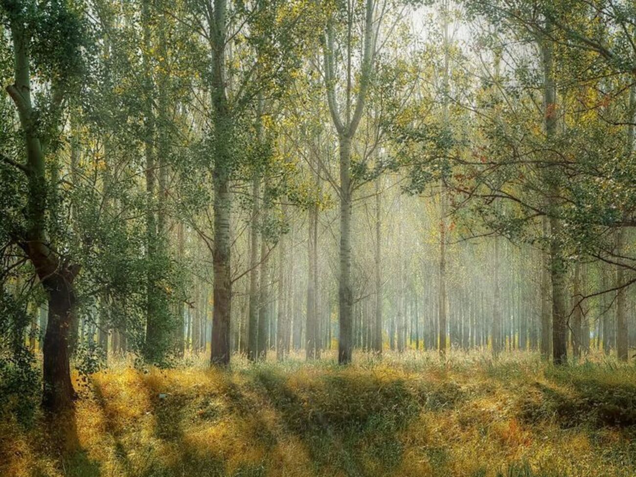 В Украине действует мораторий на вывоз леса-кругляка