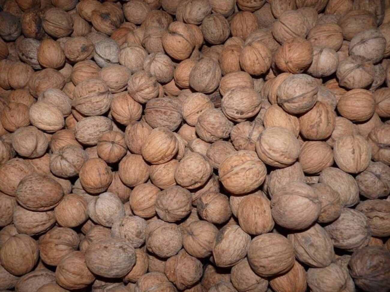 Компания “Украинский грецкий орех” является крупнейшим экспортером орехов в Украине