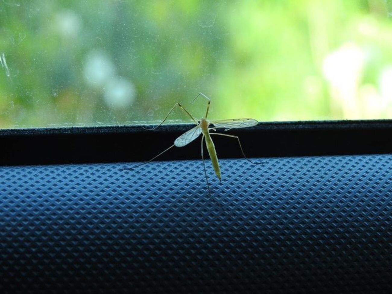 Деяких рослин комарі бояться, як вогню