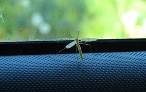 Деяких рослин комарі бояться, як вогню