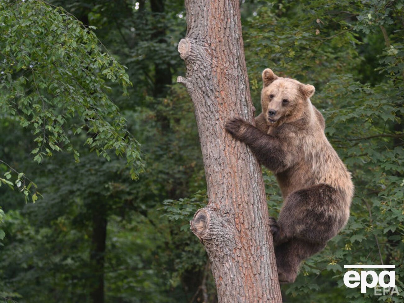 ФСБ запропонувала прирівняти ведмедів до культурних цінностей