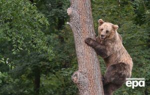 ФСБ запропонувала прирівняти ведмедів до культурних цінностей